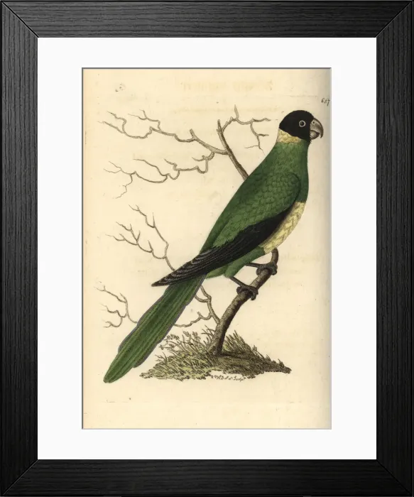 Framed Print : Port Lincoln ringneck, Barnadius zonarius Framed Print : Port Lincoln ringneck, Barnadius zonarius