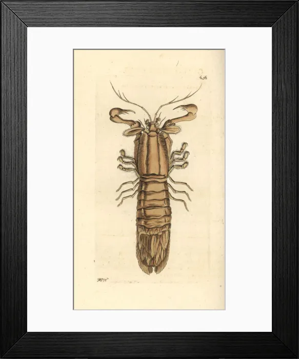 Framed Print : Slipper lobster, Scyllarus arctus Framed Print : Slipper lobster, Scyllarus arctus