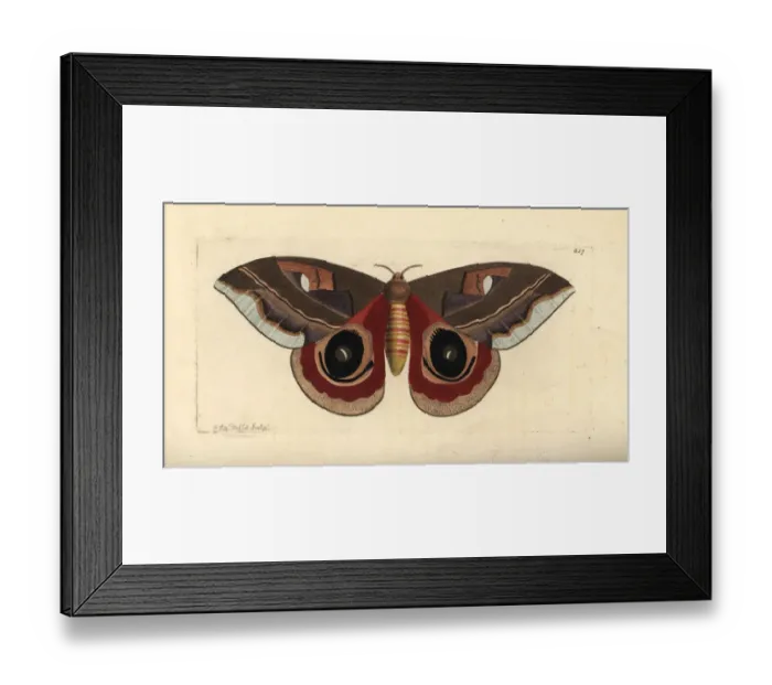 Framed Print : Automeris janus moth Framed Print : Automeris janus moth