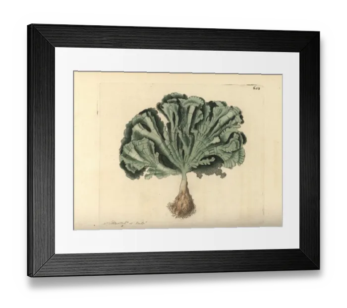 Framed Print : Udotea flabellum Framed Print : Udotea flabellum