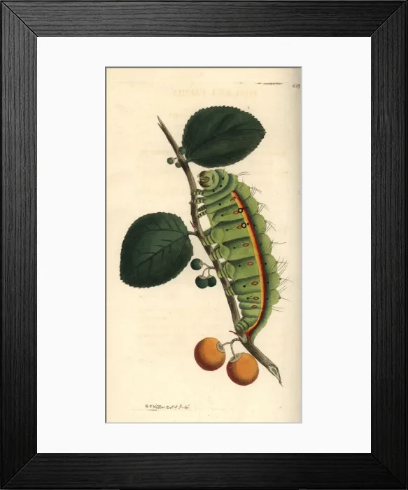 Framed Print : South India small tussore, Antheraea paphia Framed Print : South India small tussore, Antheraea paphia