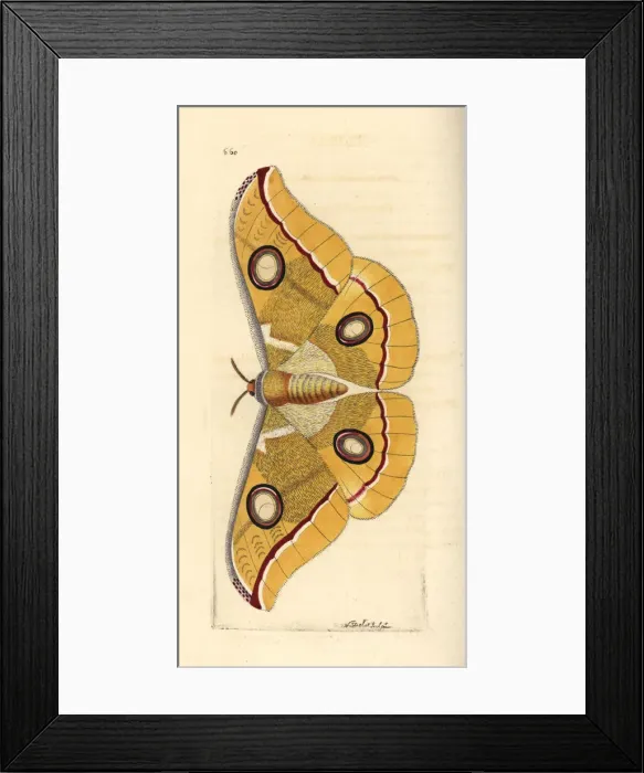 Framed Print : South India small tussore, Antheraea paphia Framed Print : South India small tussore, Antheraea paphia