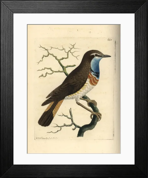 Framed Print : Bluethroat, Luscinia svecica Framed Print : Bluethroat, Luscinia svecica