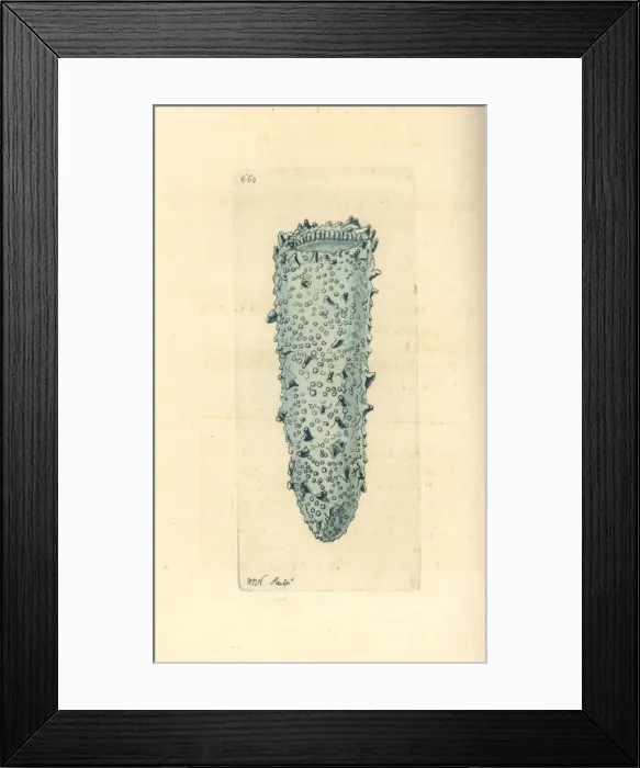 Framed Print : Bioluminescent pyrosome, Pyrosoma atlanticum Framed Print : Bioluminescent pyrosome, Pyrosoma atlanticum