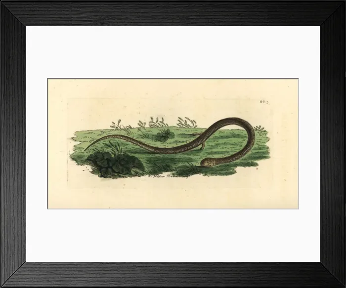 Framed Print : Common scaly-foot, Pygopus lepidopodus Framed Print : Common scaly-foot, Pygopus lepidopodus