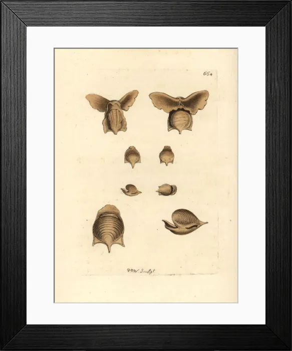 Framed Print : Sea butterfly, Cavolinia tridentata Framed Print : Sea butterfly, Cavolinia tridentata