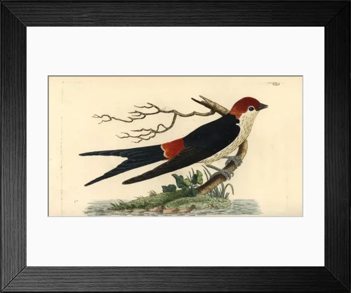 Framed Print : Greater striped swallow, Hirundo cucullata
