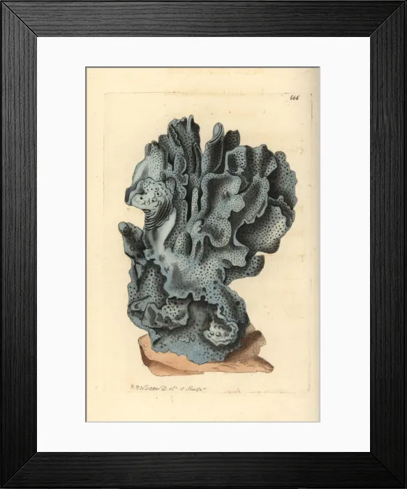 Framed Print : Blue coral, Heliopora coerulea. Vulnerable Framed Print : Blue coral, Heliopora coerulea. Vulnerable