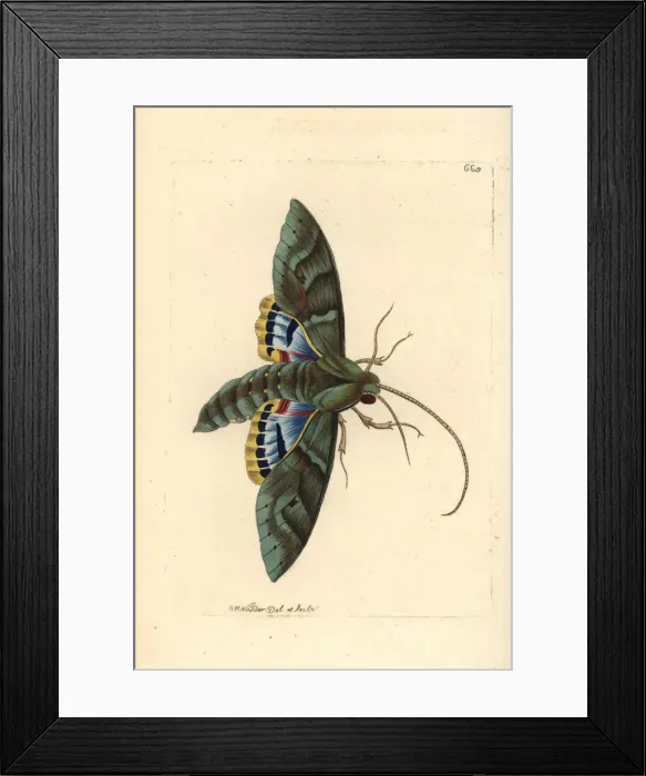Framed Print : Gaudy sphinx moth, Eumorpha labruscae Framed Print : Gaudy sphinx moth, Eumorpha labruscae