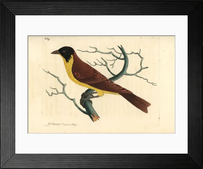 Framed Print : Black-headed bunting, Emberiza melanocephala Framed Print : Black-headed bunting, Emberiza melanocephala