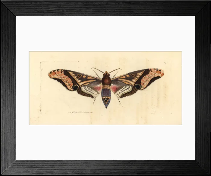 Framed Print : Panopus hawk-moth, Amplypterus panopus Framed Print : Panopus hawk-moth, Amplypterus panopus