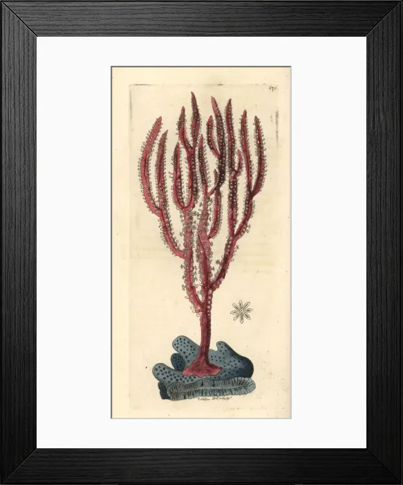 Framed Print : Red-whip coral, Ellisella ceratophyta