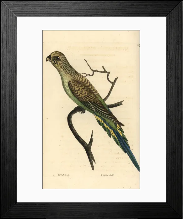 Framed Print : Budgerigar, Melopsittacus undulatus Framed Print : Budgerigar, Melopsittacus undulatus