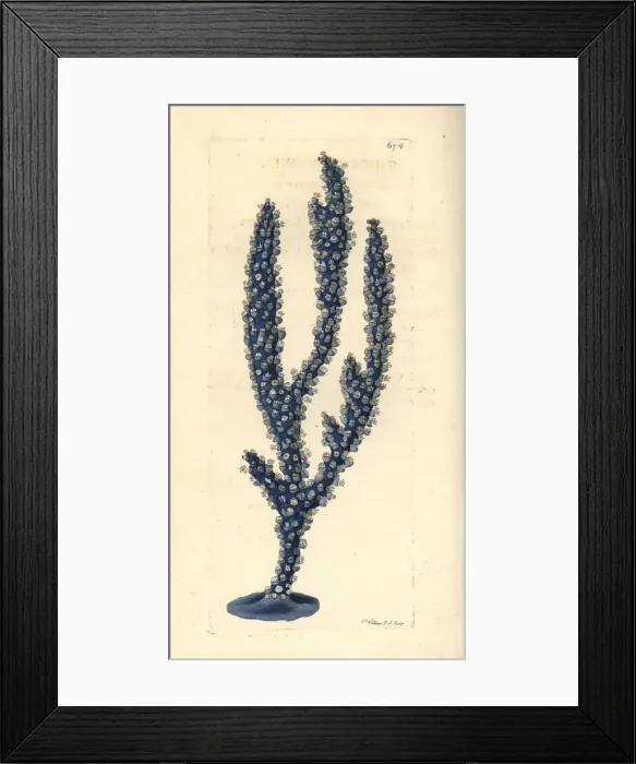 Framed Print : Thick gorgonia, Gorgonia crassa? Framed Print : Thick gorgonia, Gorgonia crassa?