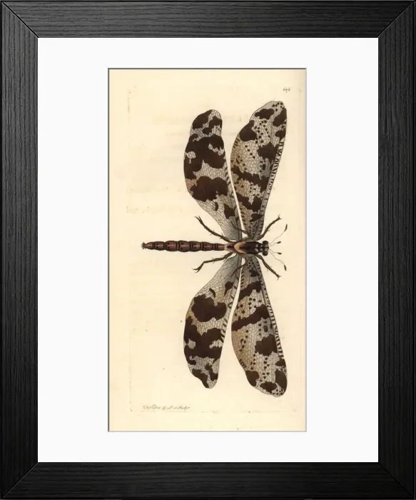 Framed Print : Antlion, Myrmeleon species Framed Print : Antlion, Myrmeleon species
