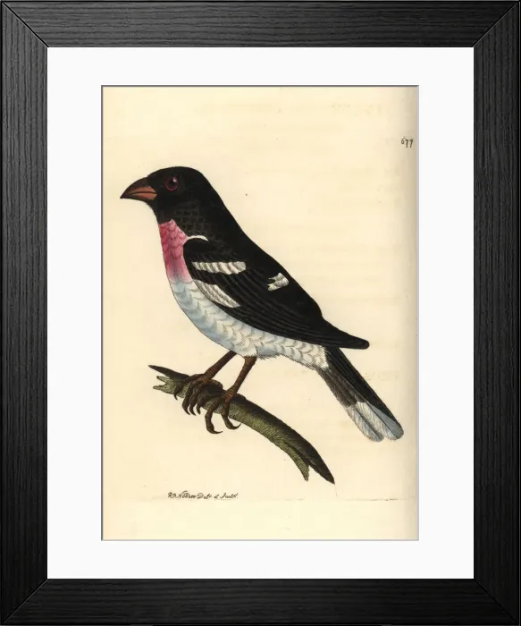 Framed Print : Rose-breasted grosbeak, Pheucticus ludovicianus Framed Print : Rose-breasted grosbeak, Pheucticus ludovicianus