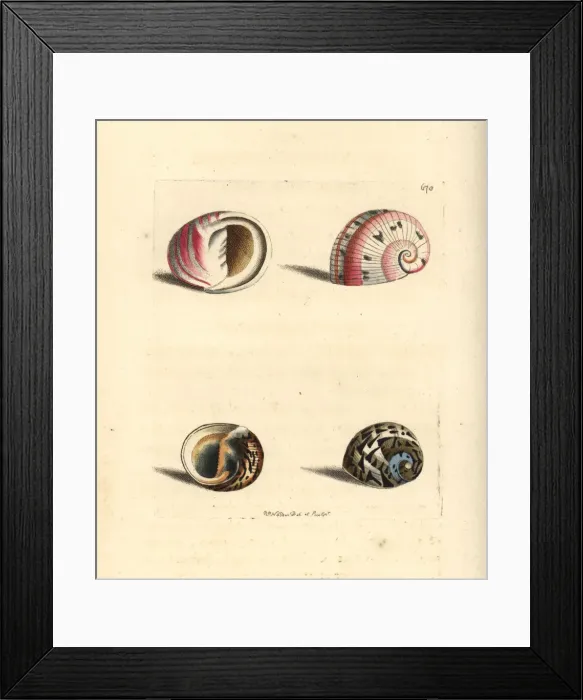 Framed Print : Glossy nerite and feathered nerite sea snails Framed Print : Glossy nerite and feathered nerite sea snails