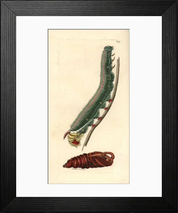 Framed Print : Giant sphinx, Cocytius antaeus Framed Print : Giant sphinx, Cocytius antaeus