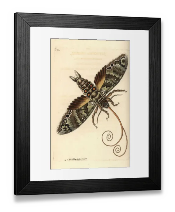 Framed Print : Giant sphinx, Cocytius antaeus Framed Print : Giant sphinx, Cocytius antaeus