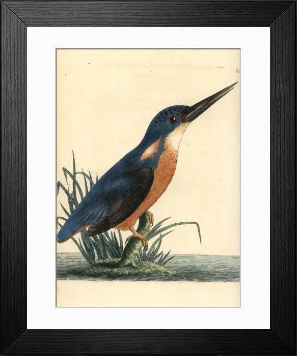 Framed Print : Azure kingfisher, Ceyx azureus Framed Print : Azure kingfisher, Ceyx azureus
