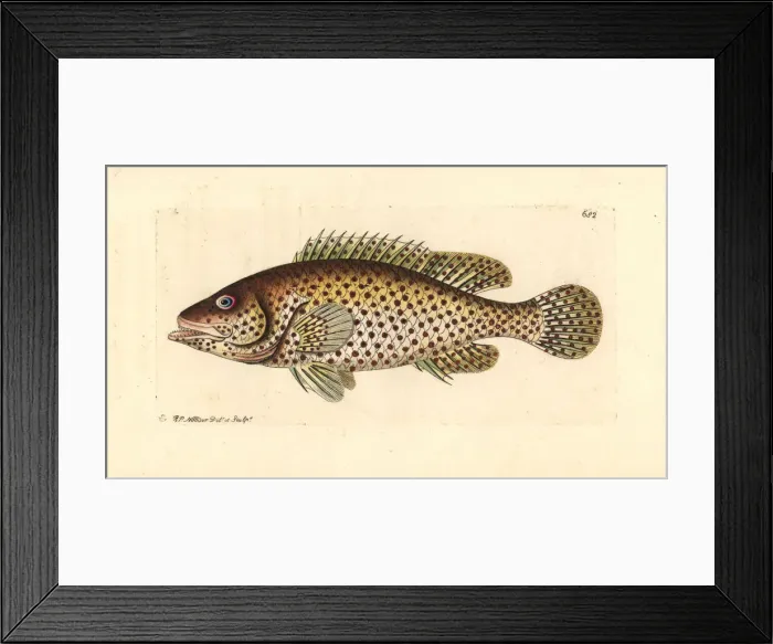 Framed Print : European perch, Perca fluviatilis Framed Print : European perch, Perca fluviatilis