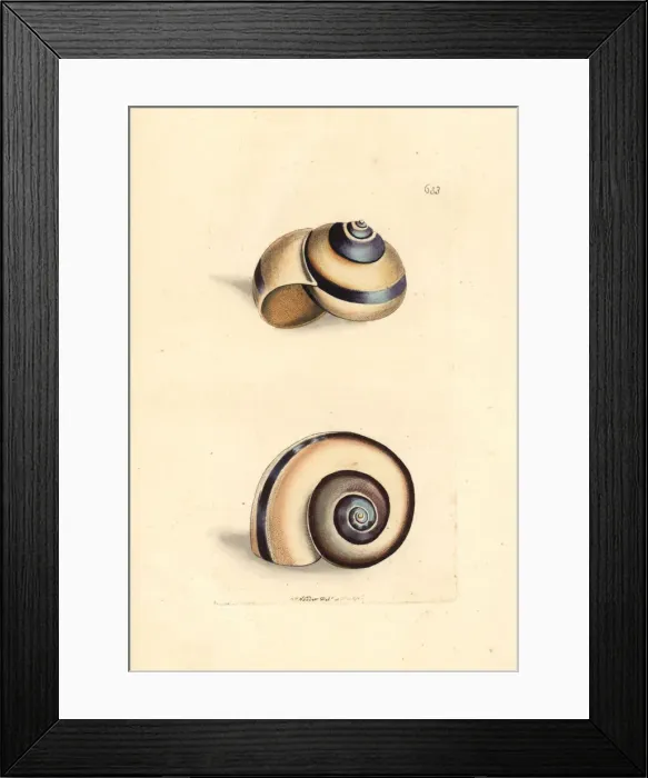Framed Print : Citron snail, Helix citrina Framed Print : Citron snail, Helix citrina