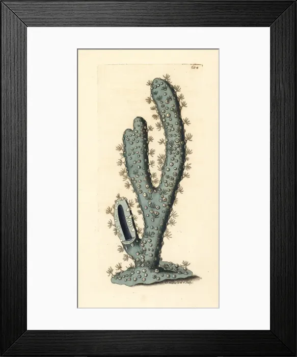Framed Print : Blue gorgonia coral species Framed Print : Blue gorgonia coral species