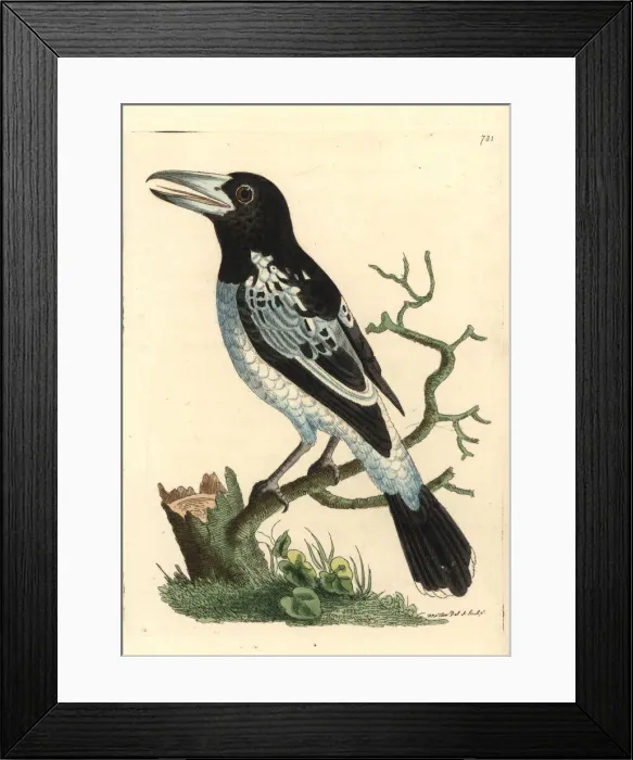 Framed Print : Pied roller, Coracias varia Framed Print : Pied roller, Coracias varia
