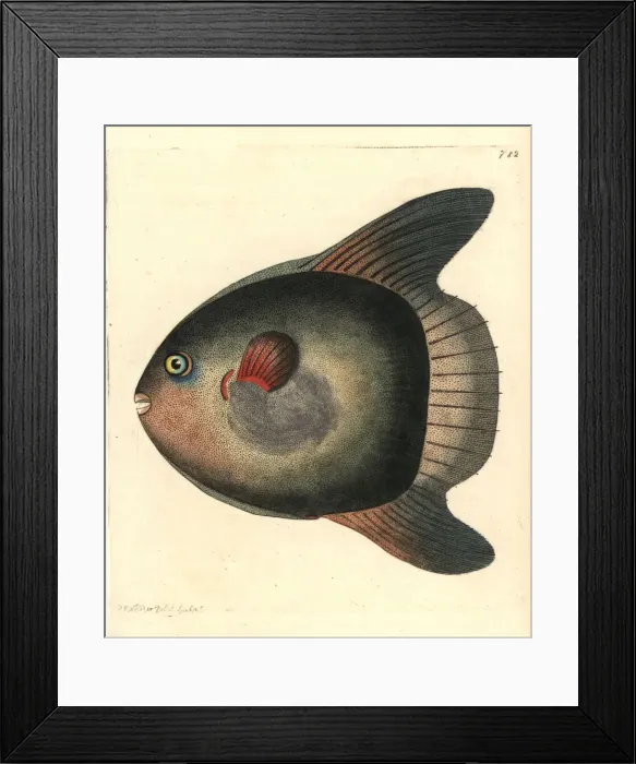 Framed Print : Sunfish, Mola mola Framed Print : Sunfish, Mola mola