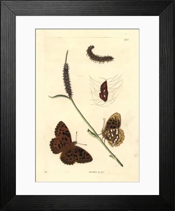 Framed Print : High brown fritillary, Fabriciana adippe Framed Print : High brown fritillary, Fabriciana adippe