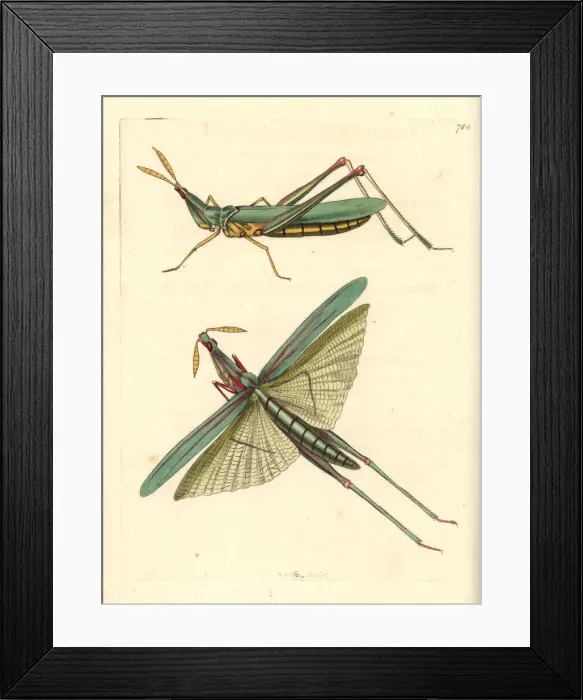 Framed Print : Long-headed African locust, Acrida nasuta Framed Print : Long-headed African locust, Acrida nasuta