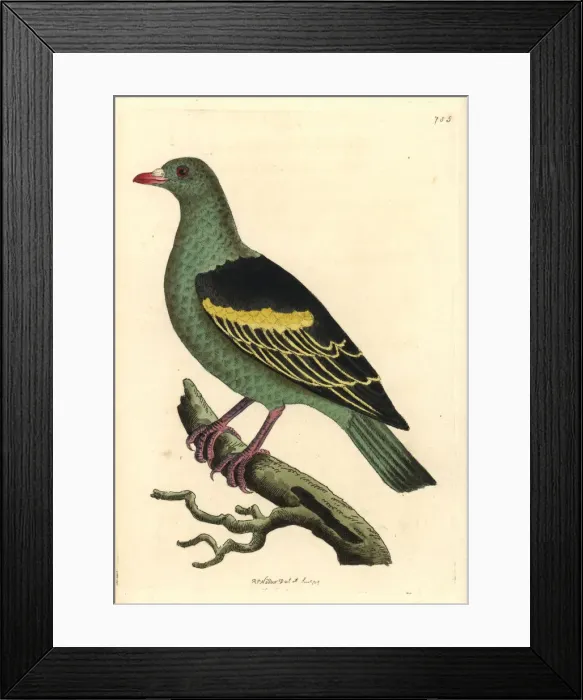 Framed Print : Sri Lanka green pigeon, Treron pompadora Framed Print : Sri Lanka green pigeon, Treron pompadora