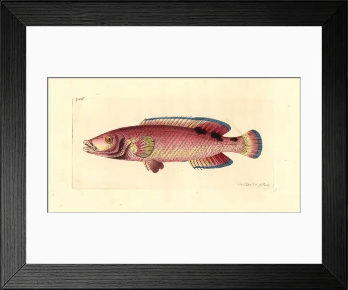 Framed Print : Cuckoo wrasse, Labrus mixtus Framed Print : Cuckoo wrasse, Labrus mixtus