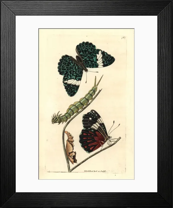 Framed Print : Red cracker butterfly, Hamadryas amphinome Framed Print : Red cracker butterfly, Hamadryas amphinome