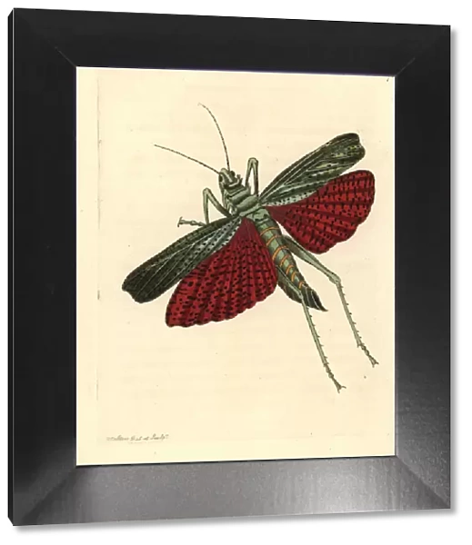 African grasshopper or milkweed locust, Phymateus cinctus