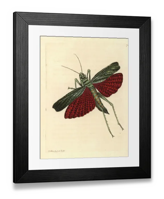 Framed Print : African grasshopper or milkweed locust, Phymateus cinctus Framed Print : African grasshopper or milkweed locust, Phymateus cinctus