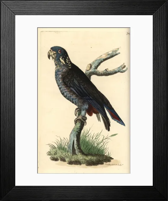 Framed Print : Dusky parrot, Pionus fuscus Framed Print : Dusky parrot, Pionus fuscus