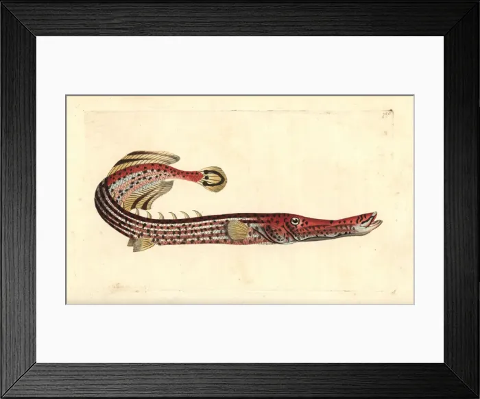 Framed Print : Chinese trumpetfish, Aulostomus chinensis Framed Print : Chinese trumpetfish, Aulostomus chinensis