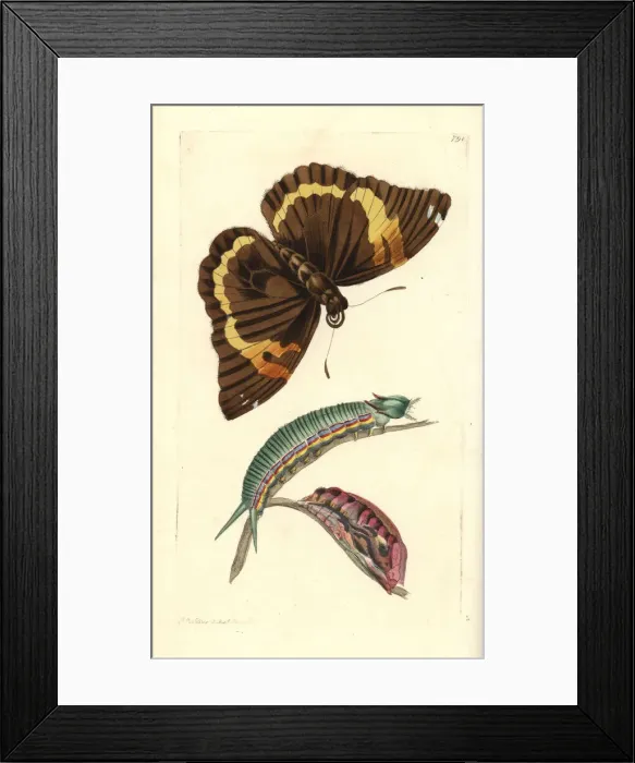 Framed Print : Opsiphanes cassiae butterfly Framed Print : Opsiphanes cassiae butterfly