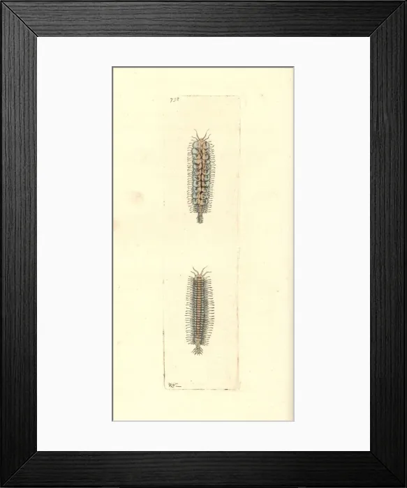 Framed Print : Gattyana cirrhosa Framed Print : Gattyana cirrhosa