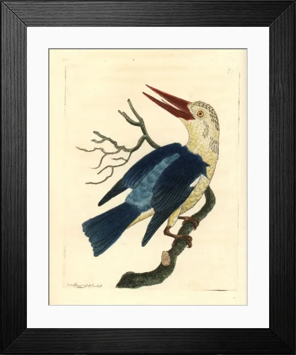 Framed Print : Grey-headed kingfisher, Halcyon leucocephala Framed Print : Grey-headed kingfisher, Halcyon leucocephala