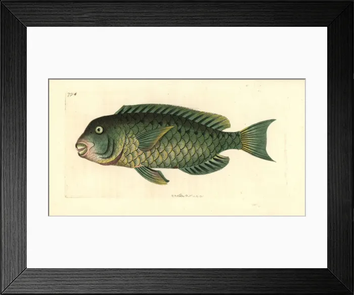 Framed Print : Mediterranean parrotfish, Sparisoma cretense