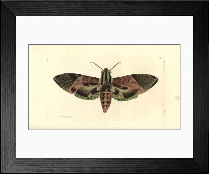 Framed Print : Satellite sphinx moth, Eumorphia satellitia Framed Print : Satellite sphinx moth, Eumorphia satellitia
