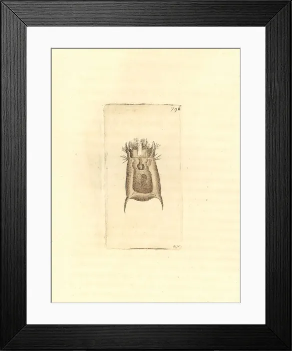 Framed Print : Brachionus angularis rotifer Framed Print : Brachionus angularis rotifer
