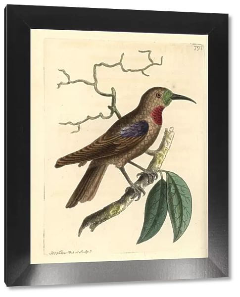Scarlet chested sunbird, Chalcomitra senegalensis gutturalis