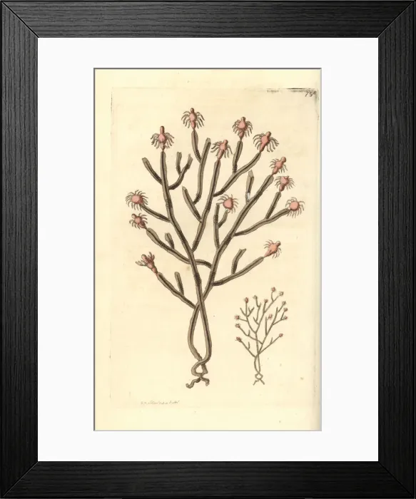 Framed Print : Tree hydroid, Eudendrium ramosum Framed Print : Tree hydroid, Eudendrium ramosum