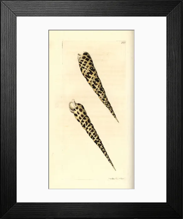 Framed Print : Terebra subulata Framed Print : Terebra subulata