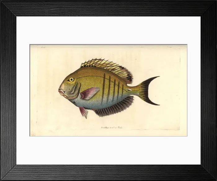 Framed Print : Doctorfish, Acanthurus chirurgus Framed Print : Doctorfish, Acanthurus chirurgus