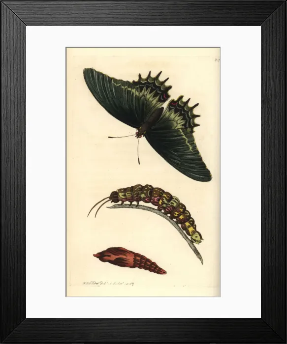 Framed Print : Queen swallowtail, Papilio androgeus Framed Print : Queen swallowtail, Papilio androgeus