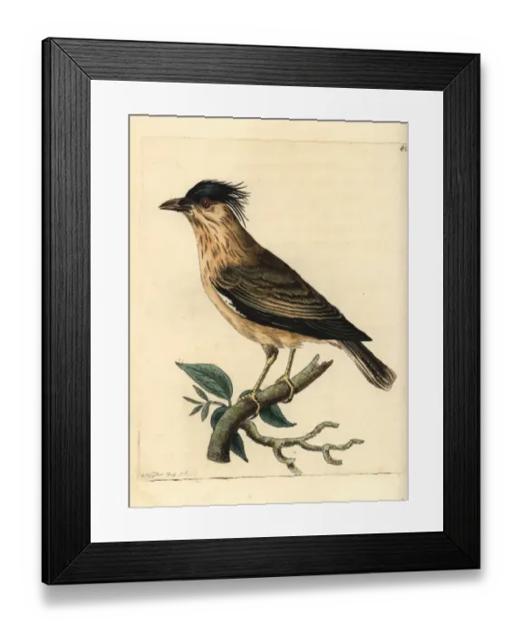 Framed Print : Brahminy myna, Temenuchus pagodarum Framed Print : Brahminy myna, Temenuchus pagodarum